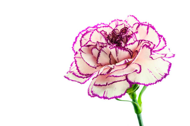 istock Brindle white and purple carnation on white background 1141021266
