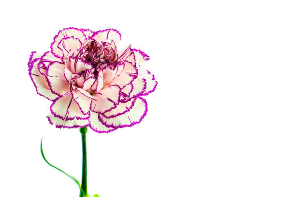 istock Brindle white and purple carnation on white background 1141021289