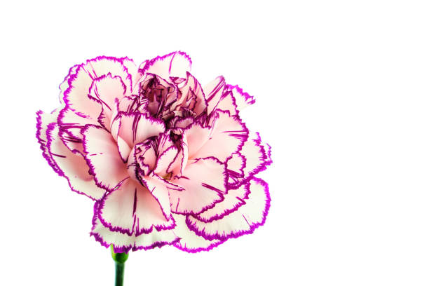 istock Brindle white and purple carnation on white background 1141021293