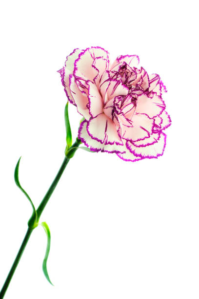 istock Brindle white and purple carnation on white background 1141021294