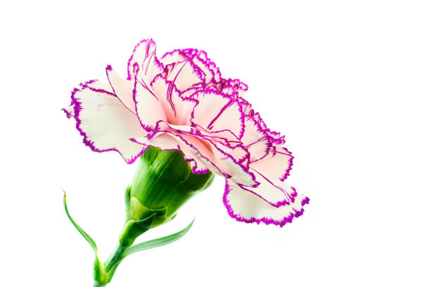istock Brindle white and purple carnation on white background 1141021301