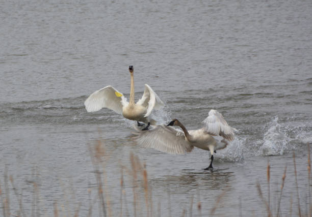 istock Fighting Trumpeter Swans 1141021330