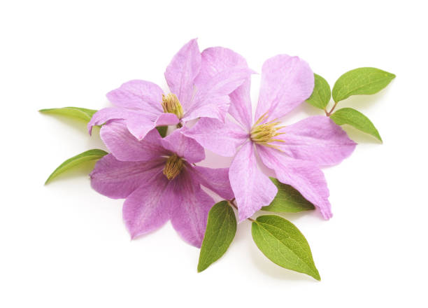 Bouquet of purple clematis.