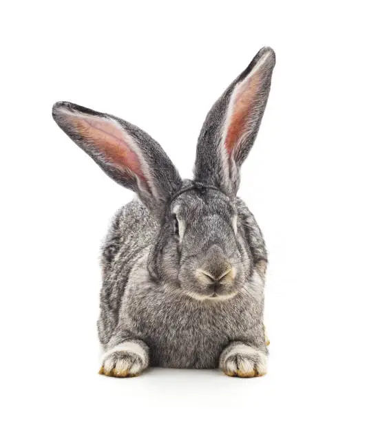Photo of One grey rabbit.