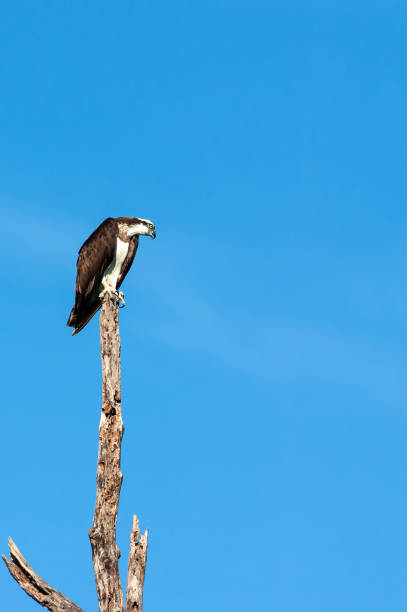 An Osprey perching in the dead tree during winter migration.