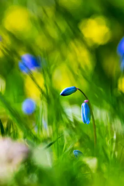 Scilla forbesii, aka spring star, bokeh background