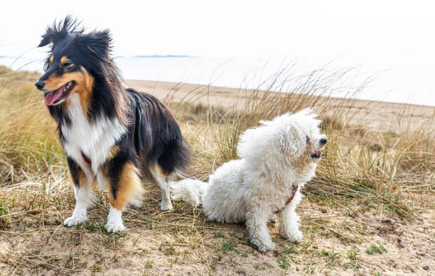 istock Bichon Frise and Shetland Sheepdog 1141023266