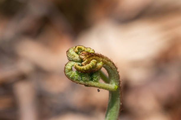 istock Bracken Fern Unfurling in Springtime 1141023429