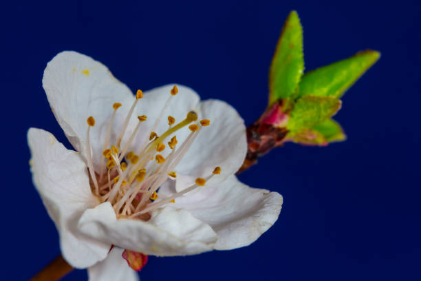 istock closeup apple  tree branch in a blossom 1141025060