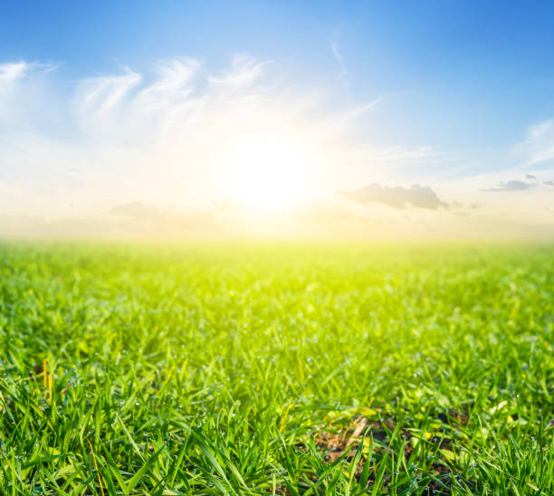 istock beautiful green rural field at the sunset 1141025077