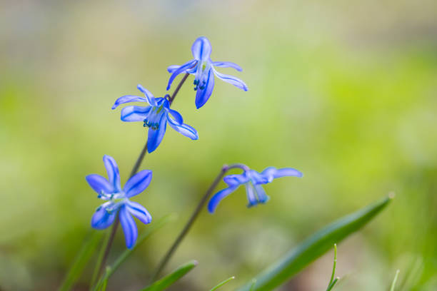istock closeup beautiful blue spring snowdrop flowers on a forest glade 1141025082