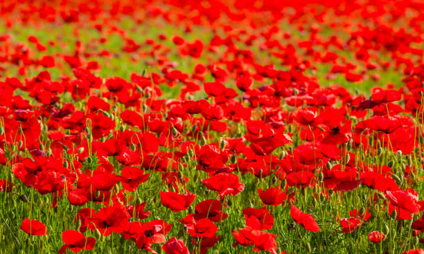 istock closeup red poppy flowers among a prairies 1141025251