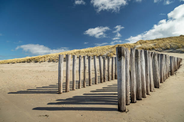 Dutch  dunes, grown with Beach Grass, taken with a wide angle on a sunny cloudy day.