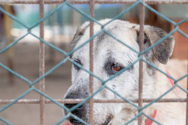 동물 보호소에서 입양 대기 중인 개 - dog animal testing dog pound sadness 뉴스 사진 이미지