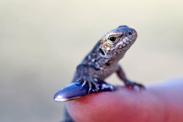 istock little lizard on a female finger close up 1141026539