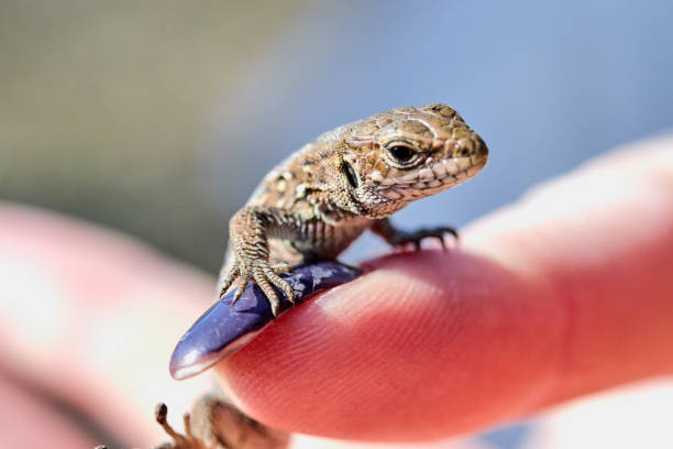 istock little lizard on a female finger close up 1141026588