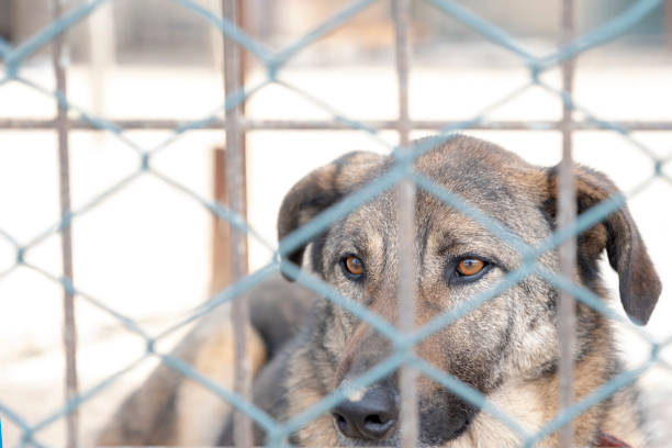 동물 보호소에서 입양 대기 중인 개 - dog animal testing dog pound sadness 뉴스 사진 이미지