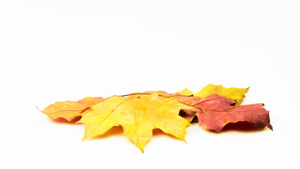 istock Autumn concept, colorful leaves on a white background 1141026776