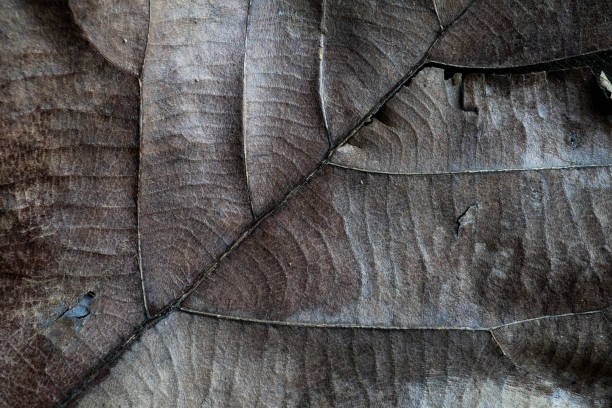 istock Dry autumn leaf close up. Abstract background with lines 1141026785