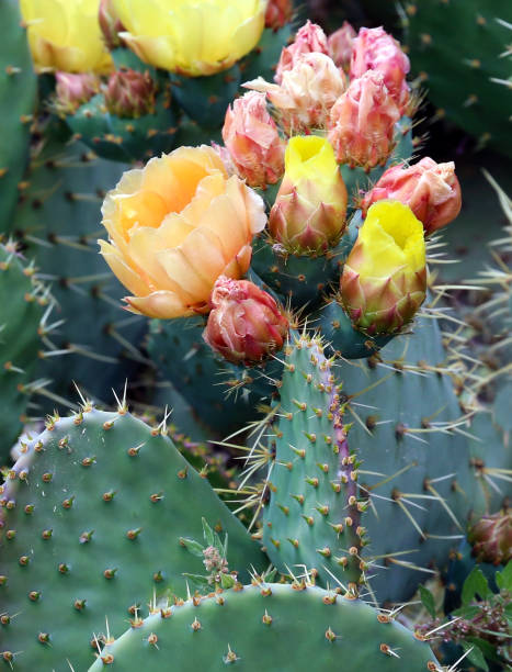 istock Flowers and pimples of prickly pear. 1141027369