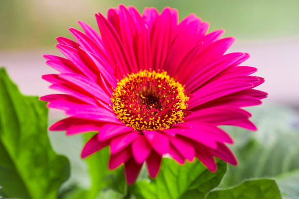 istock Purple gerbera flower on a blurred background 1141027948