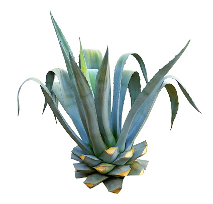 The agave tequila has a rosette of succulent leaves, narrow and elongated. it ends up forming a plant from 1.20 m to 1.80 in all directions. The leaves are characterized by an extremely blue epidermis, hence its name of blue agave. They are lined with sharp thorns that stand out easily as they sink into the skin of the gardener or animal.