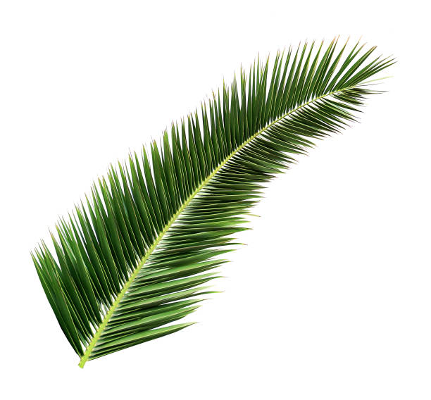 Big palm leaf. White background. The palm has no branches but palms which, depending on the species, may be in the form of a fan or a feather. They are very used in decoration. date palm tree stock pictures, royalty-free photos & images