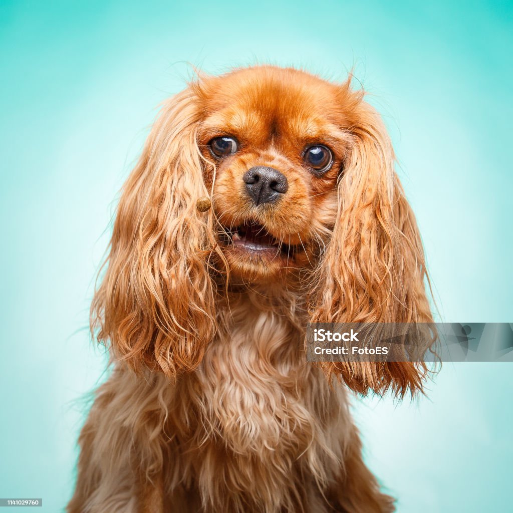Hãy chiêm ngưỡng sự dễ thương của chú chó Ruby Cavalier King Charles Spaniel khiến bao trái tim tan chảy.