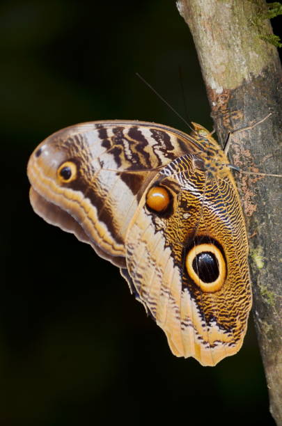 istock Owl Butterfly Caligo martia 1141029818