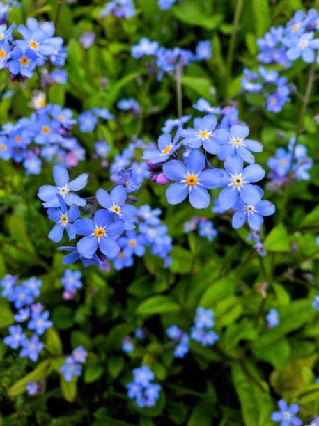 istock Forget-me-not, blue flower as a nature sign 1141031275