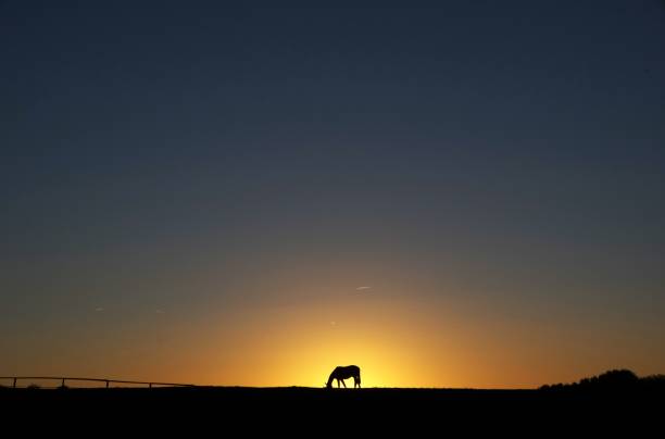 istock Horse at the horizon 1141031569