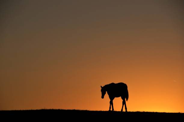 istock Horse at the horizon 1141031570