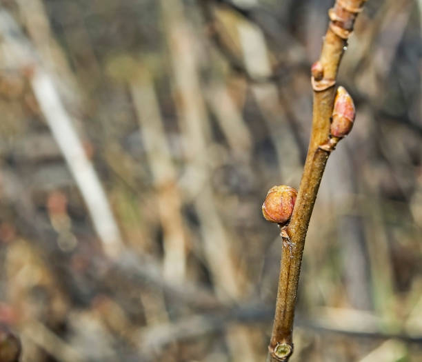 istock kidneys of black currant affected by a kidney tick 1141034560