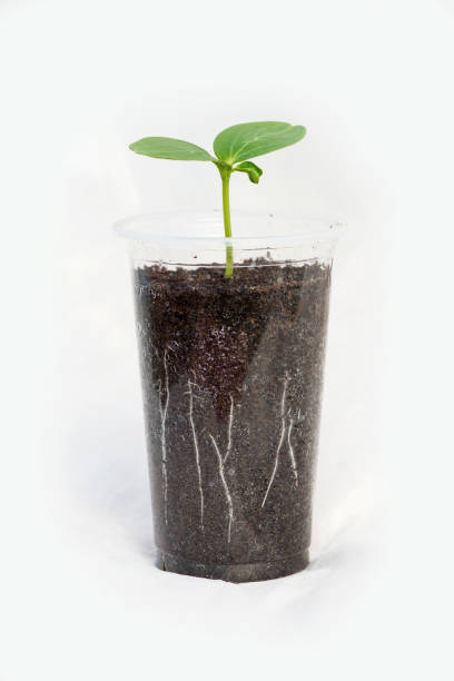 istock Cucumber seedlings with visible roots in transparent pot isolated on white background - vertical orientation 1141034908