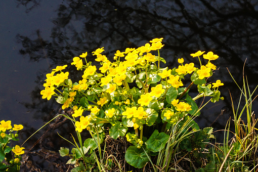 The marsh yolk flower - Caltha palustris