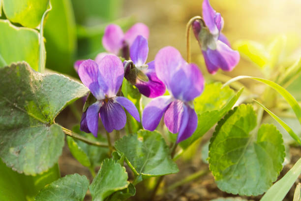 istock bush blooming violets. shallow depth of field 1141035110