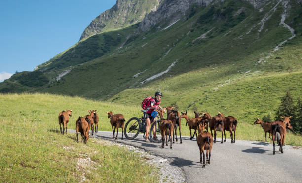 istock Mountainbiking the  Arlberg mountains 1141035124