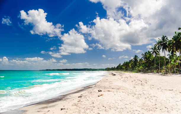 view on caribbean tropical beach by palomino in colombia - palomino imagens e fotografias de stock