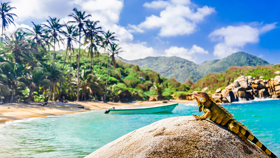 Iguana on a rock in national park Tayrona in Colombia