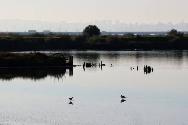 istock Salinas of Samouco Nature Reserve, Alcochete 1141038274