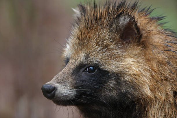 енот-собака - raccoon dog стоковые фото и изображения