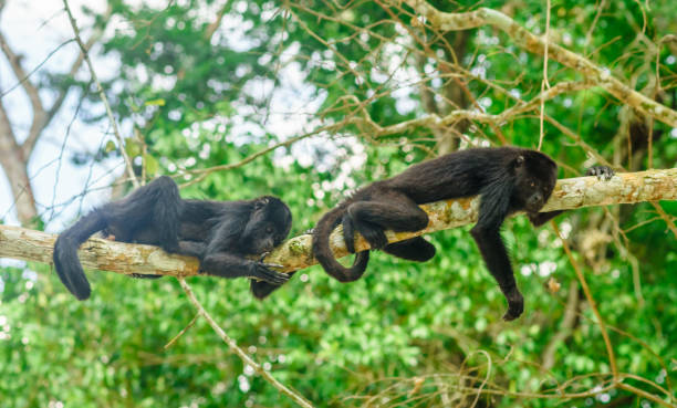 ティカル-グアテマラによる熱帯雨林の木に座っている2匹の若い猿 - young animal flash ストックフォトと画像