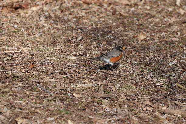 istock Funny looking bird with red stomach 1141038626