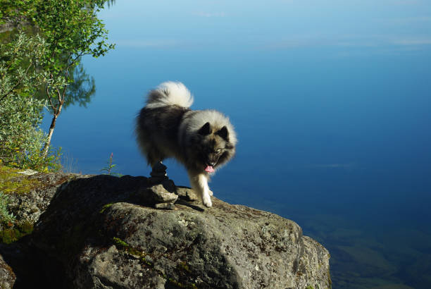 Keeshond / Wolfspitz stands on a stone by a forest lake