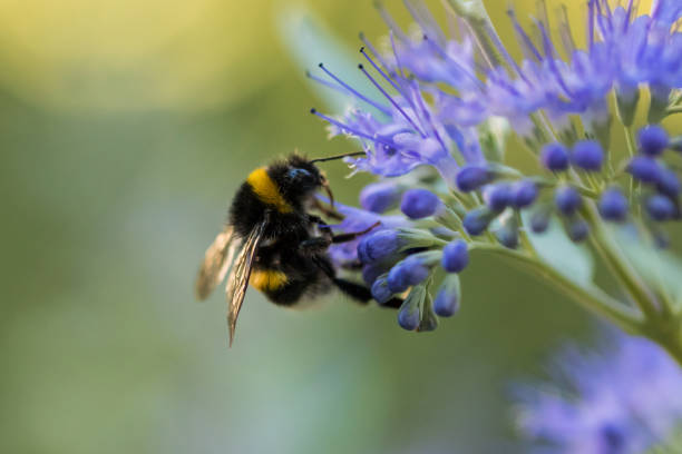 istock Bumblebee with blue flower / bloom 1141039742