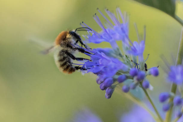 abeille avec la floraison bleue dans le jardin - insect fly animal eye single flower photos et images de collection