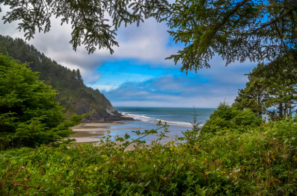 istock Pacific ocean and Oregon coast/beach - sand,, surf,, and dense forests 1141039831