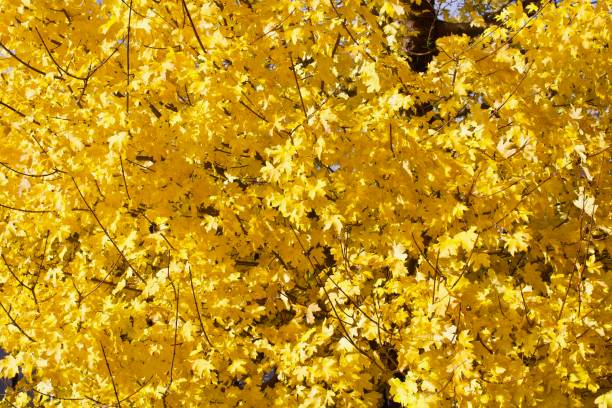istock Yellow autumn leaves 1141039996