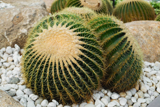 istock many large cacti in the garden 1141041384