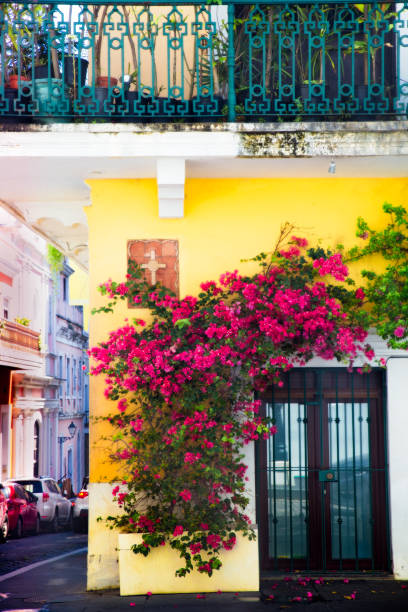 puertas con vid floral - ivy wall green vine fotografías e imágenes de stock